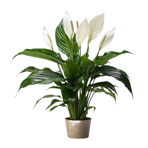 Nature Image